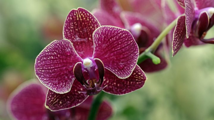 wie lange lebt eine orchidee