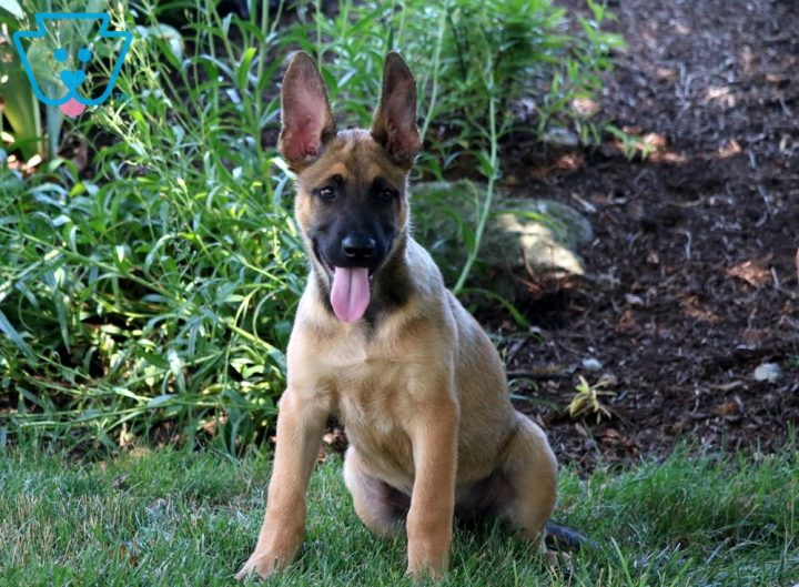 malinois herder mix