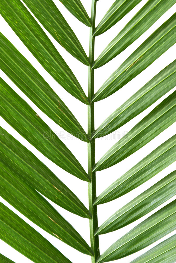 einen von der palme wedeln