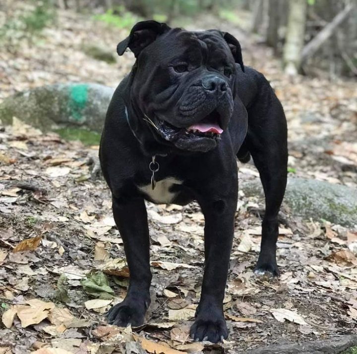 olde english bulldogge leavitt