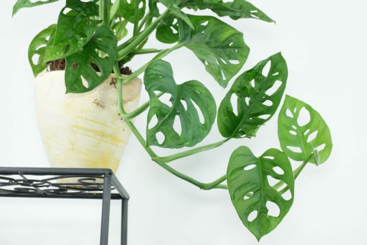 monstera monkey leaf pflege