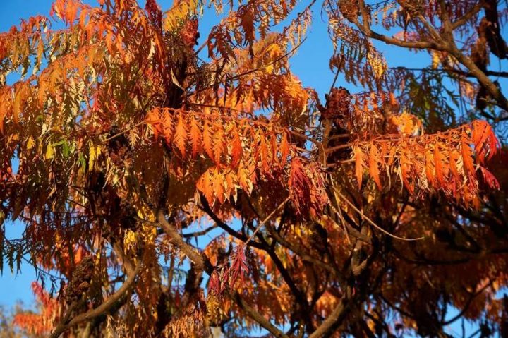 7 Arbres Décoratifs Et Parfaits En Petits Jardin – Notre à Arbre Pour Petit Jardin