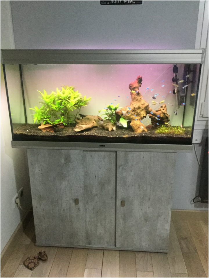 87 Idées De Design Aquarium Meuble Pas Cher encequiconcerne Aquarium Meuble Pas Cher