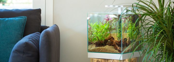 Aquariums : Boule Aquarium Biorb, Aquatlantis, Ciano, Tetra dedans Aquarium Meuble Pas Cher