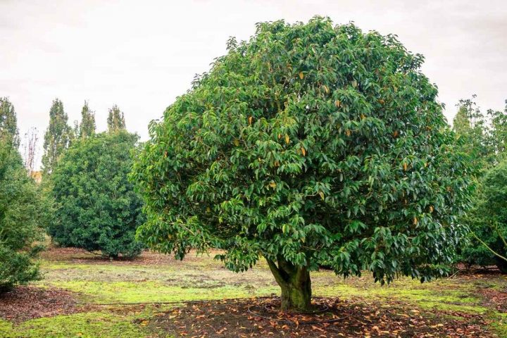 Arbre Persistant Pour Petit Jardin – Fleur De Passion pour Arbre Pour Petit Jardin