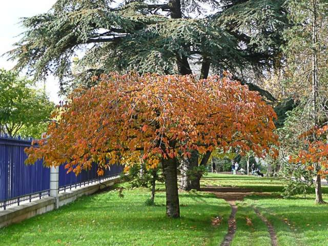 Arbre Pleureur : Décoration Élégante Et Gracieuse destiné Arbre Pour Petit Jardin