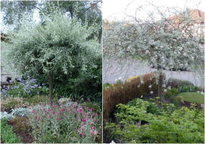 Arbre Pour Petit Jardin- Les Variétés À Petit Développement avec Arbre Pour Petit Jardin