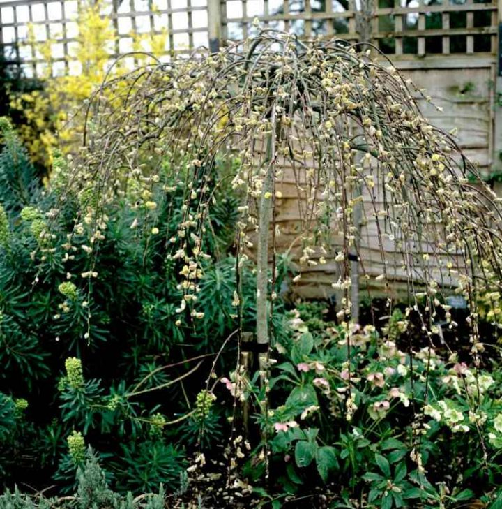 Arbres À Croissance Rapide Pour Les Jardiniers Impatients pour Arbre Pour Petit Jardin