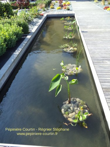 Bassins De Jardin avec Plante Bassin De Jardin