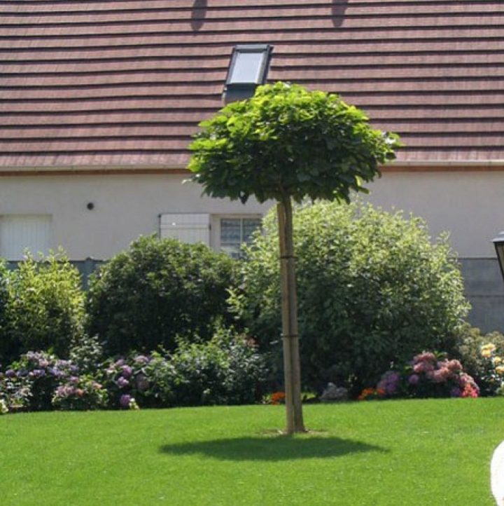 Catalpa De Caroline Nain : Un Petit Arbre Pour Petit dedans Arbre Pour Petit Jardin