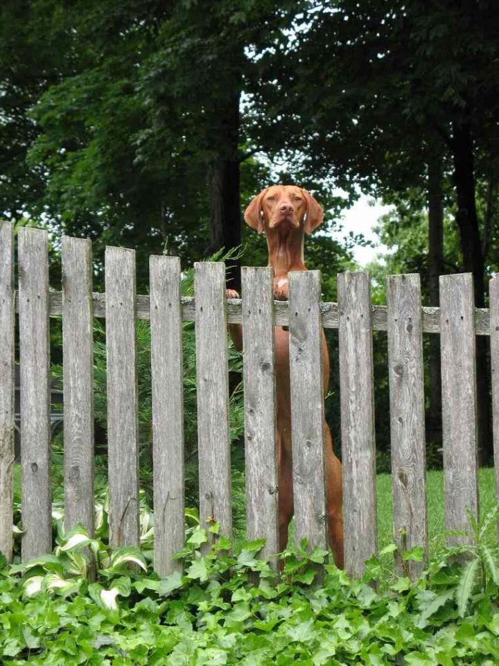 Clôture De Jardin Pas Cher Diy En Quelques Idées À Ne Pas dedans Separation De Jardin