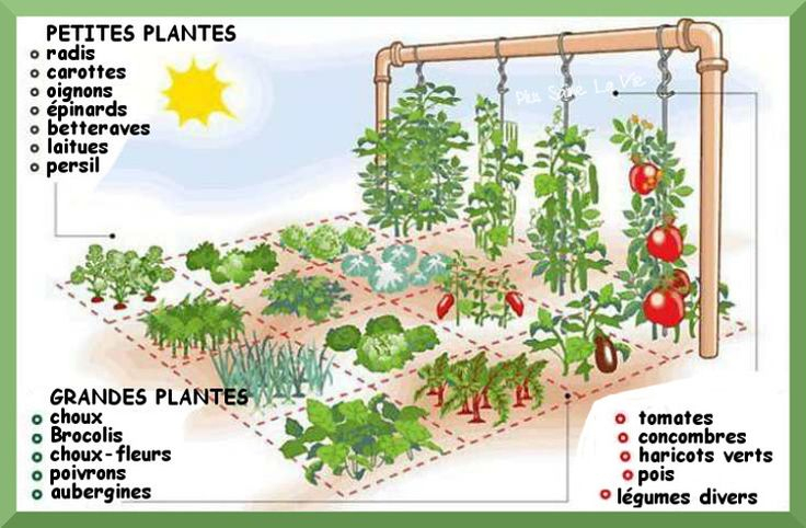 Comment Créer Un Jardin Potager Sur 1 Mètre Carré | Jardin