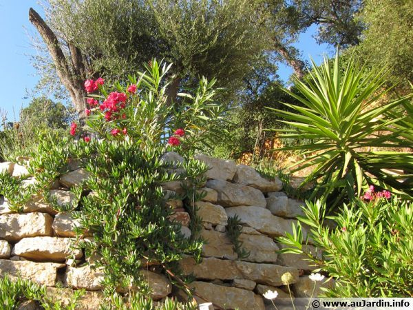 Créer Un Jardin Méditerranéen Sans Arrosage | Jardin dedans Idee Massif Mediterraneen