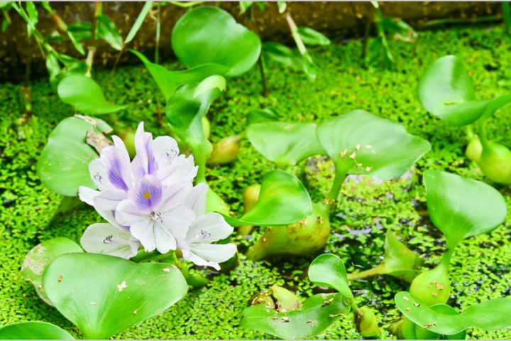 Des Exemples De Bassins Pour Une Touche Aquatique encequiconcerne Plante Bassin De Jardin