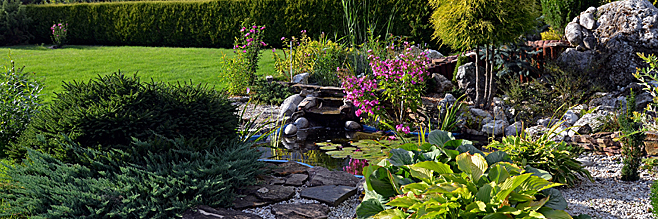 Jardin Aquatique – Entretien Du Bassin D'Eau Et Plantes dedans Plante Bassin De Jardin