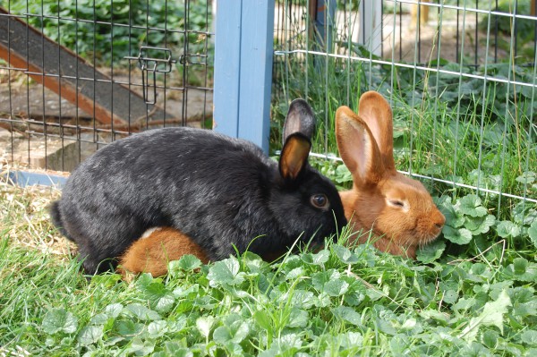 kaninchen decken lassen