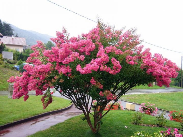 Lilas Des Indes … | Lilas Des Indes, Jardins, Arbres Pour intérieur Arbre Pour Petit Jardin