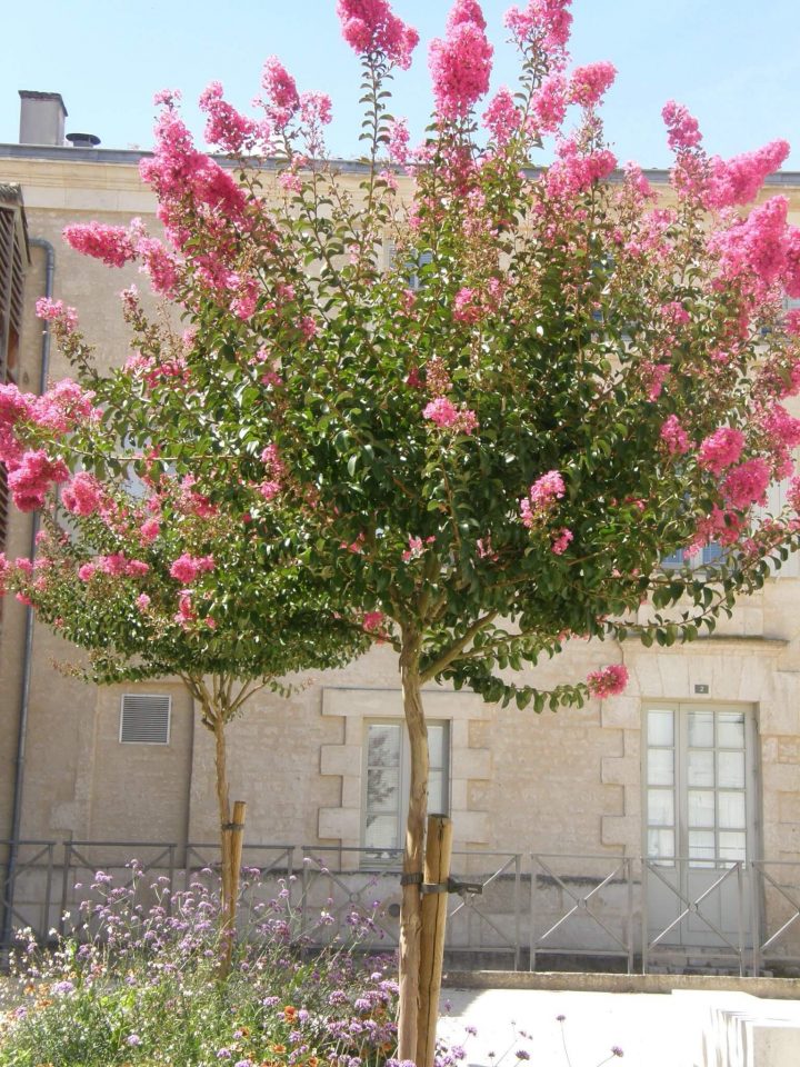 Petit Arbre Pour Pot : Quelques Espèces | Arbres En Pots concernant Arbre Pour Petit Jardin