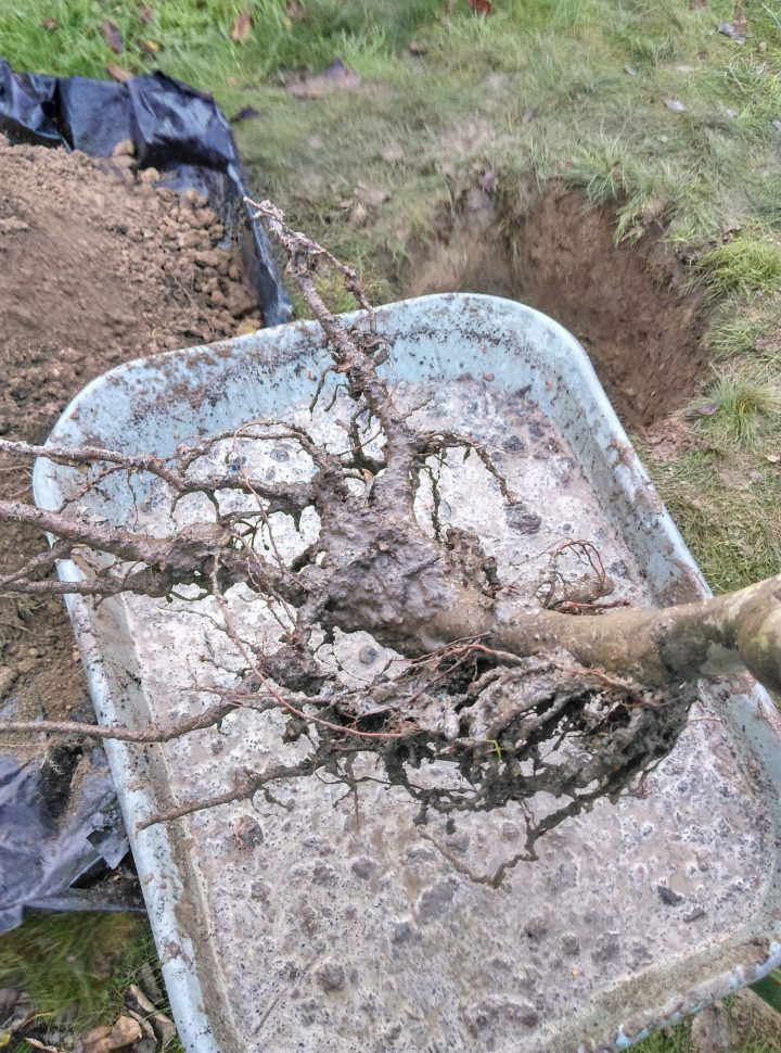 Planter Un Pommier Au Jardin, Plantation Et Engrais Pour à Pralin Jardin