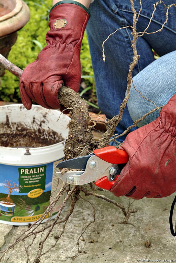 Planter Un Rosier Dans Les Règles – Détente Jardin destiné Pralin Jardin