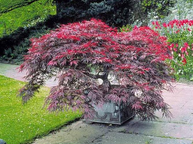 Quel Arbre De Petite Taille Pour Mon Jardin ? | Erable intérieur Arbre Pour Petit Jardin