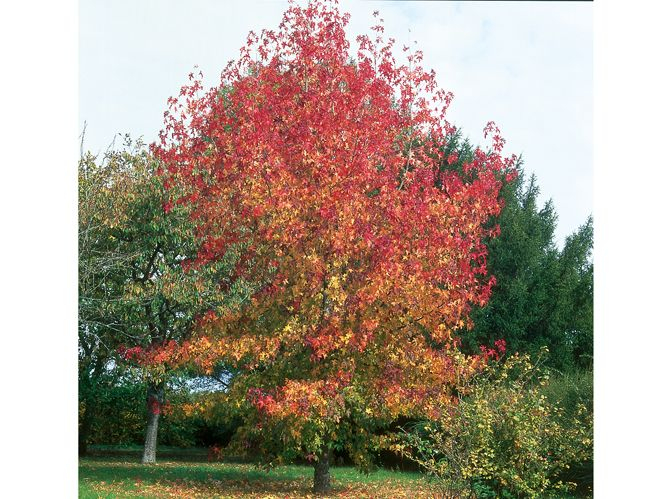 Quel Arbre De Petite Taille Pour Mon Jardin ? | Jardins dedans Arbre Pour Petit Jardin