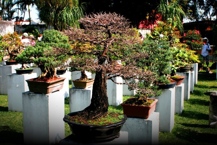 Quel Arbre Doit-On Choisir Pour Un Petit Jardin Créole serapportantà Arbre Pour Petit Jardin