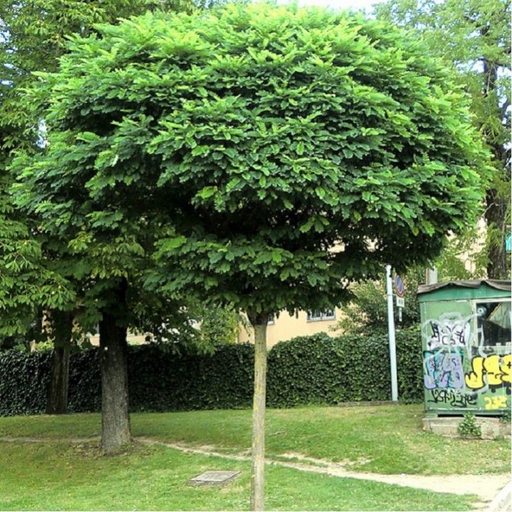 Robinia Pseudoacacia Umbraculifera (Acacia Ou Robinier serapportantà Arbre Pour Petit Jardin