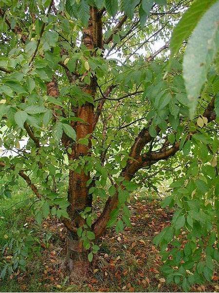 Sélection D'Arbres Adaptés À Un Petit Jardin intérieur Arbre Pour Petit Jardin