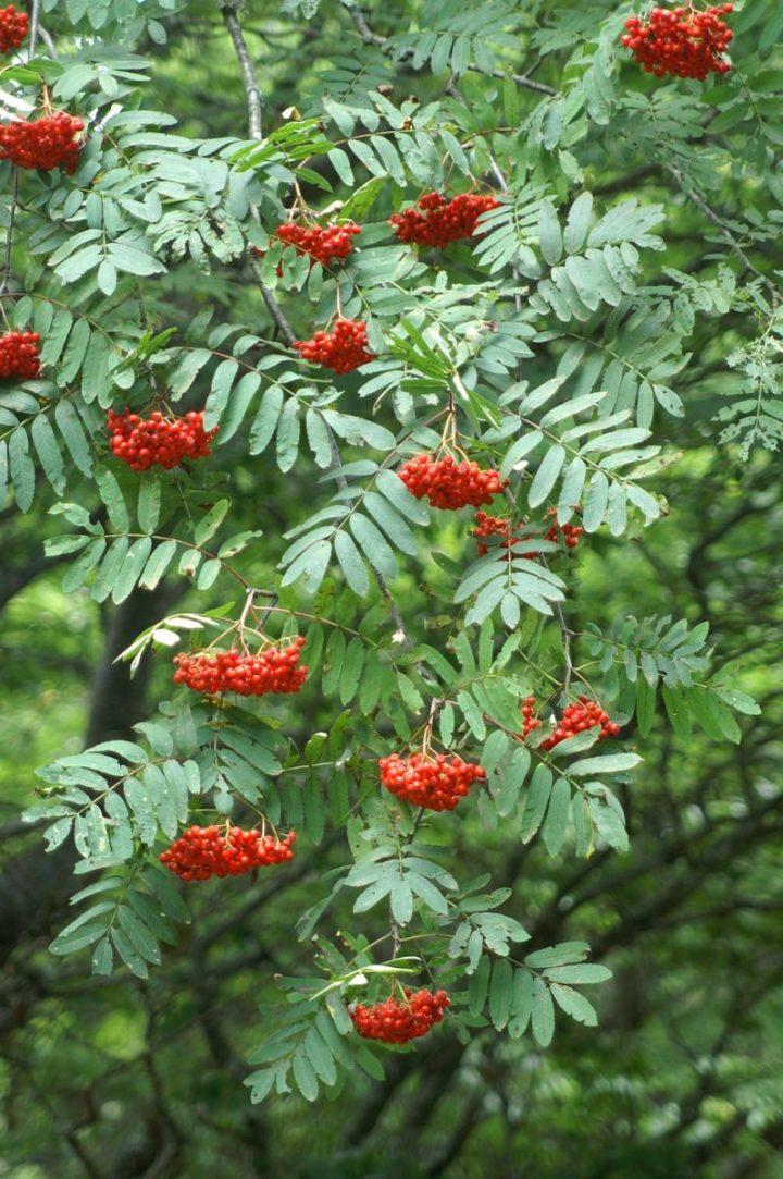 Sorbier Des Oiseleurs | Sorbier Des Oiseleurs, Arbres Pour dedans Arbre Pour Petit Jardin