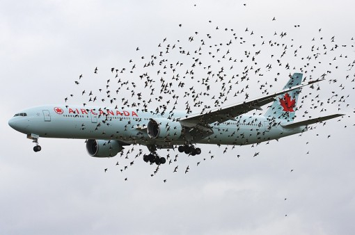 Teraka Randriantsoa: A L'Aéroport D'Amsterdam, Les Oies destiné Caméra Cachée Dans Les Hôtels . Comment La Detecter