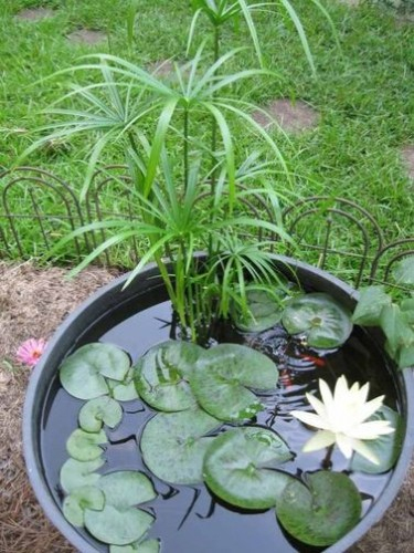 Un Bassin Ou Une Fontaine De Jardin Zen Avec Des Plantes pour Plante Bassin De Jardin