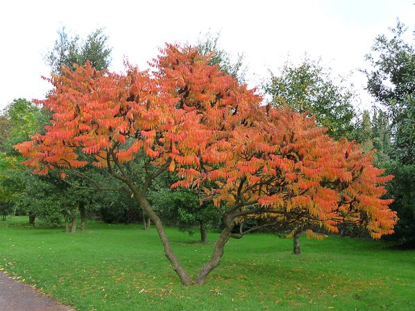 Vinaigrier En Beauté (Avec Images) | Arbres Pour Petit à Arbre Pour Petit Jardin