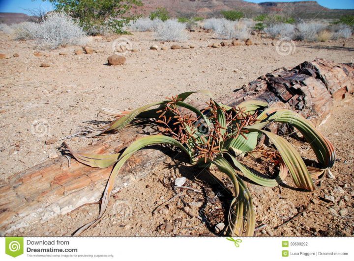 versteinerte wald namibia