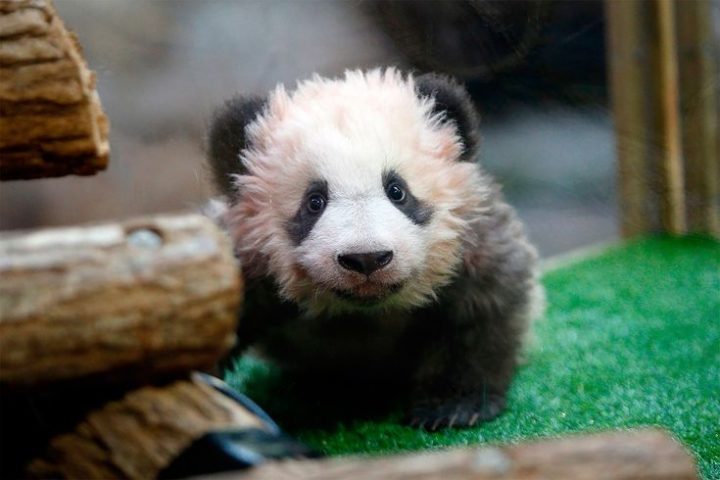 Yuan Meng | Zoo De Beauval, Bébé Panda Et Beauval pour Chambre D Hote Pres Du Zoo De Beauval