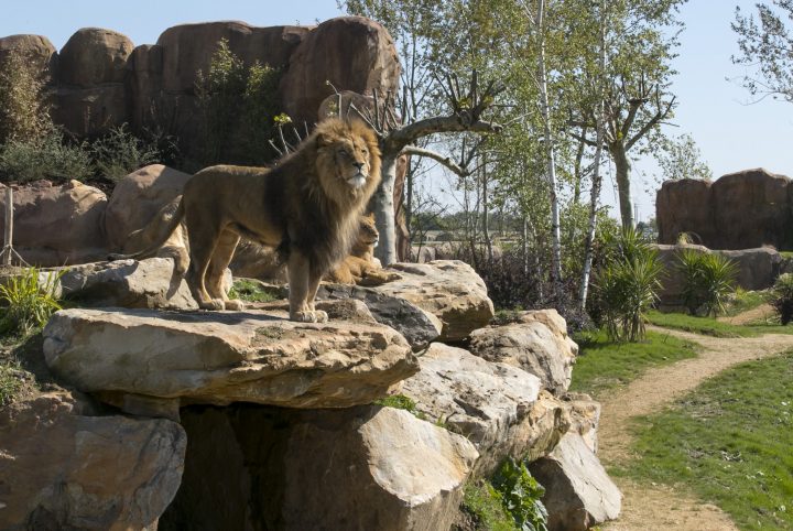 Zooparc De Beauval / Sologne Tourisme Val De Loire – Des avec Chambre D Hote Pres Du Zoo De Beauval