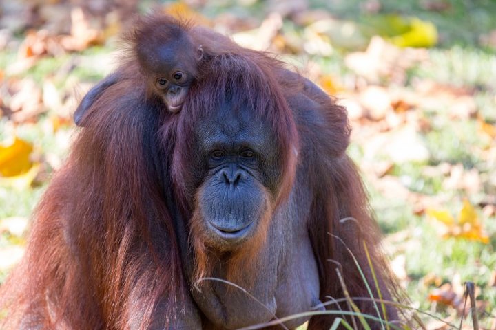 Zooparc De Beauval / Sologne Tourisme Val De Loire – Des intérieur Chambre D Hote Pres Du Zoo De Beauval