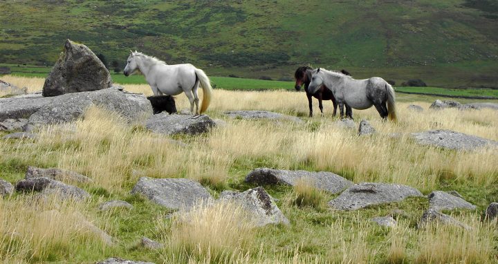 dartmoor ponys kaufen