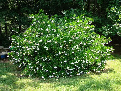 A New Gardenia And One Of The Last Ones Of The Year destiné Gardenia De Jardin