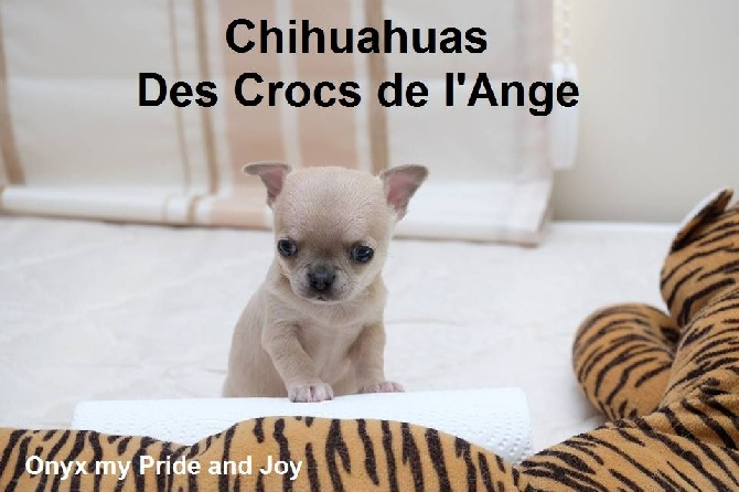 Accueil – Elevage Des Crocs De L'Ange – Elevage Chihuahua tout Chihuahua Cannes