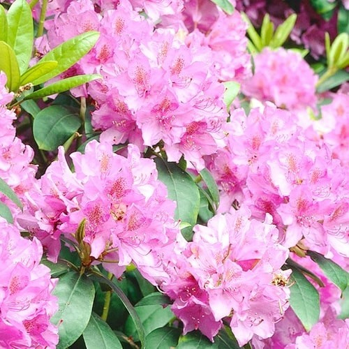 Acheter Rhododendron Alice – Meilleur Rapport Qualité Prix dedans Jardin Pour Vous