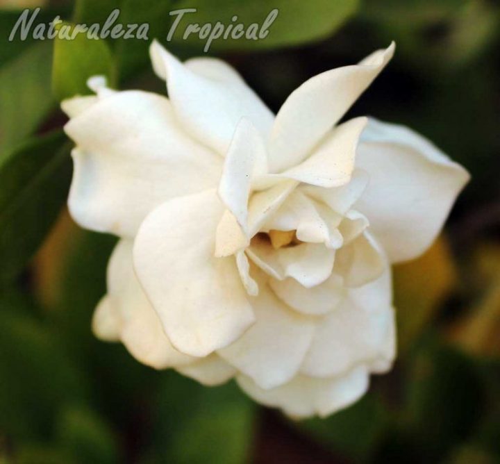 Aprende A Cuidar Tus Gardenias, Gardenia Spp | Gardenias avec Gardenia De Jardin