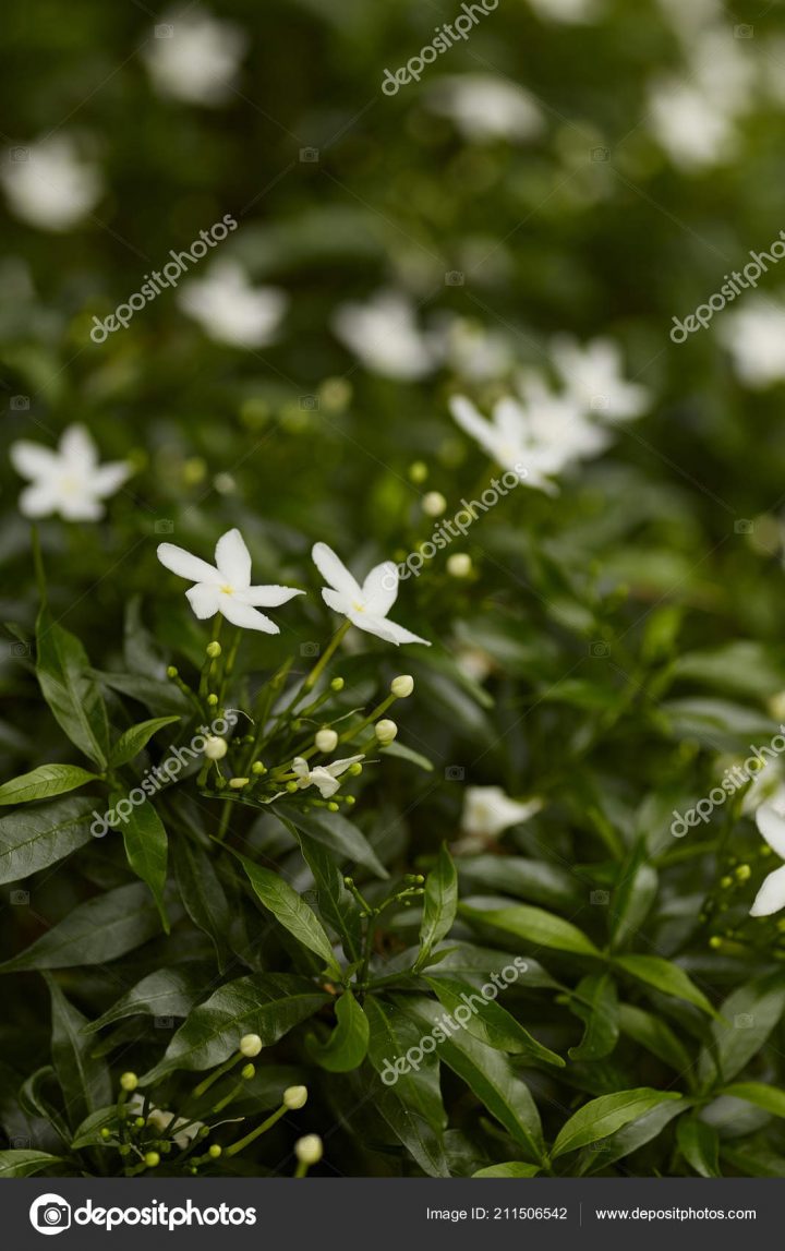 Belle Fleur Blanche Gardenia Crape Jasmine Gardenia à Gardenia De Jardin