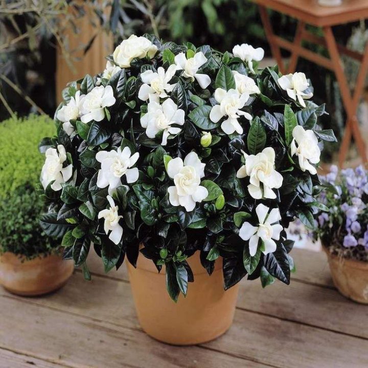 Fleur Gardénia: Tout Savoir Sur Cette Plante Splendide Au serapportantà Gardenia De Jardin