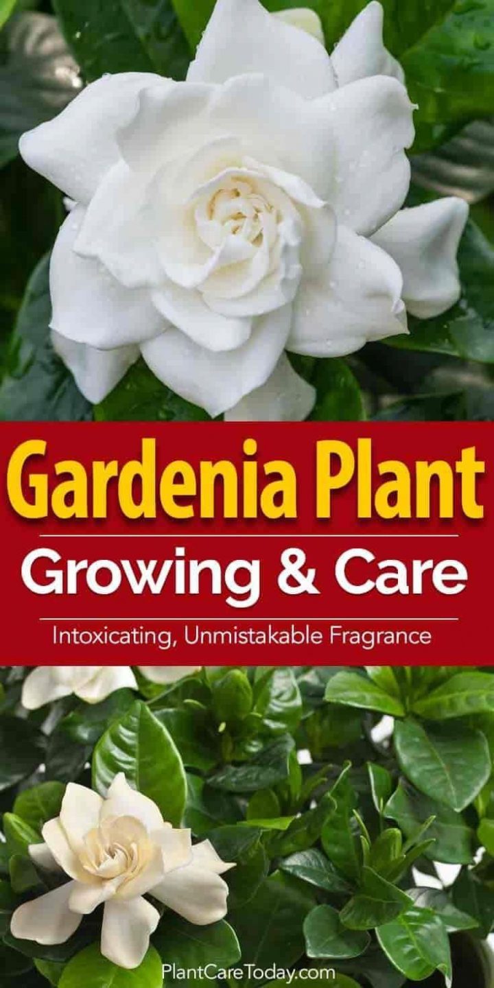 Garden Shrubs #Gardenshrubs (Con Imágenes) | Arbustos De pour Gardenia De Jardin