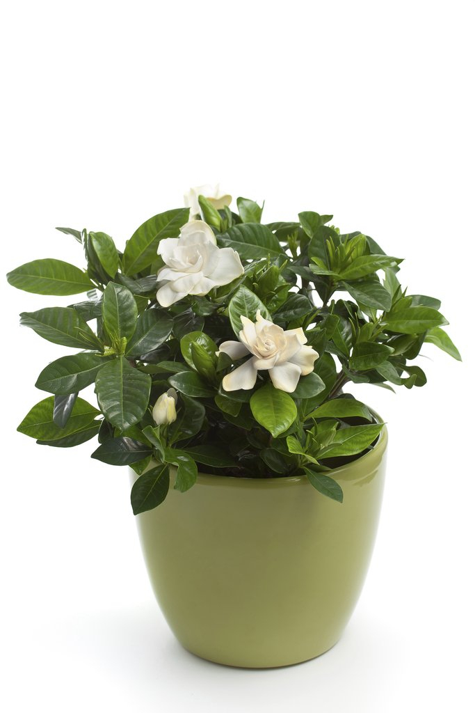 Gardénia : Planter Et Entretenir – Ooreka encequiconcerne Gardenia De Jardin