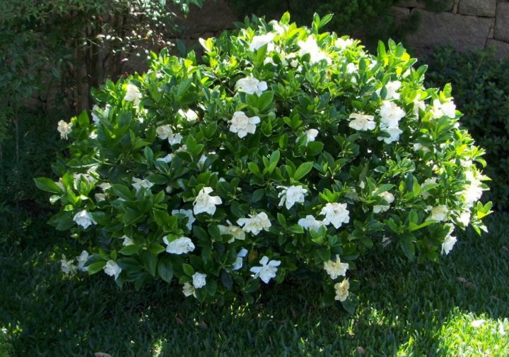 Gardênia – Viveiro Löf concernant Gardenia De Jardin