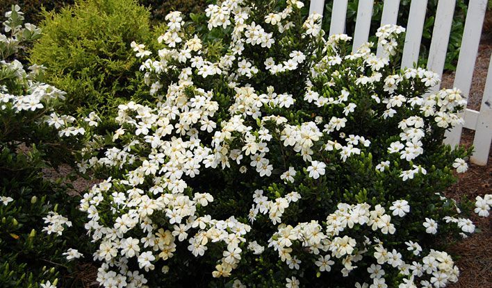 Heaven Scent Gardenia | Plantas Jardin avec Gardenia De Jardin