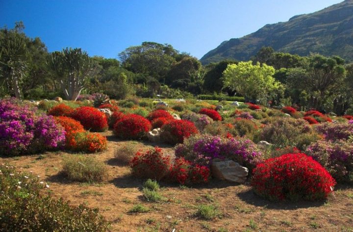 Jardin Botanique De Kirstenbosch, Afrique Du Sud | Jardins serapportantà Jardin Du Sud