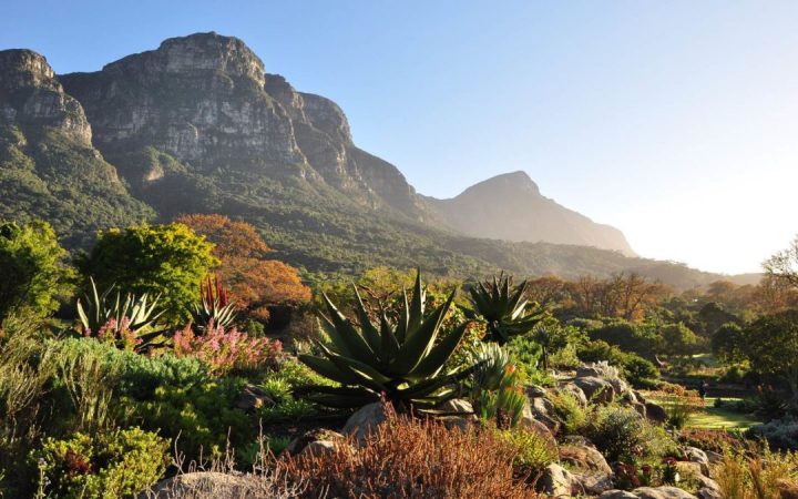Kirstenbosch, Jardin Botanique En Afrique Du Sud – La encequiconcerne Jardin Du Sud